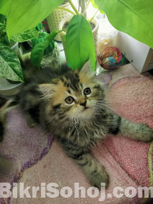 Persian triple coat tabby kittens